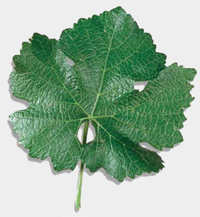 leaf_pinot